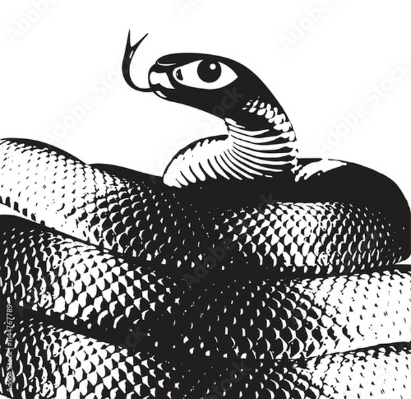Obraz Realistic black and white snake. Graphic resources vector