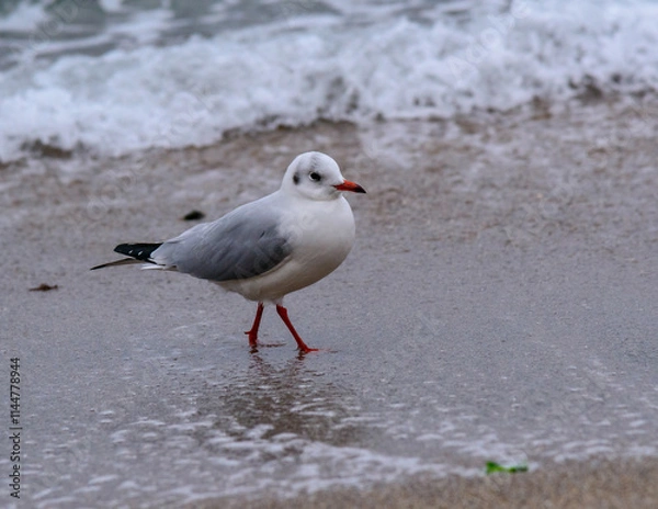 Obraz Black-headed Gull Larus ridibundus, birds rest on the shore and walk on the sand on the sandy beach, Black Sea