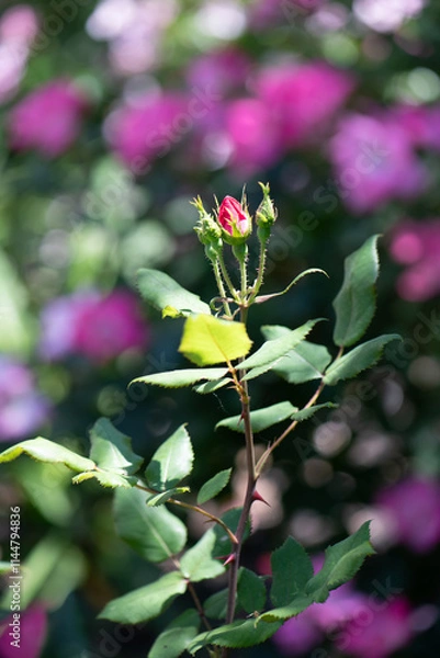 Obraz Magenta Rose Bud