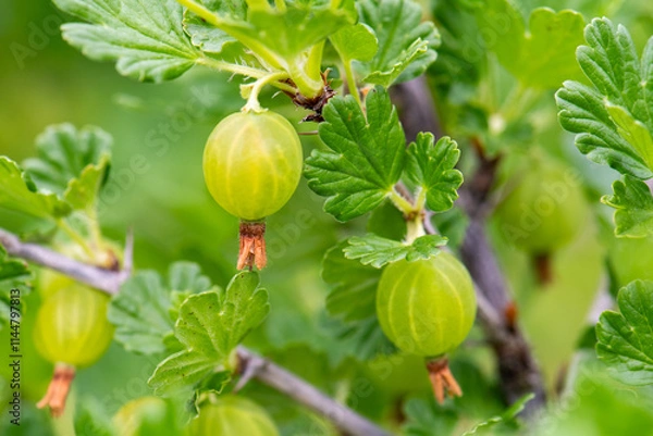 Obraz gooseberries on a branch