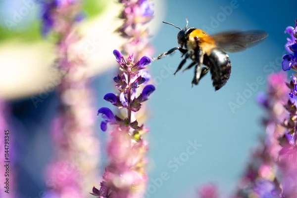 Obraz bee on lavender