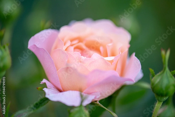 Obraz pink rose in garden