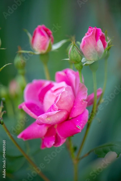 Obraz Magenta Rose