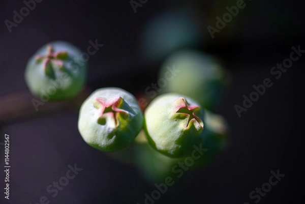 Obraz Young blueberries growing