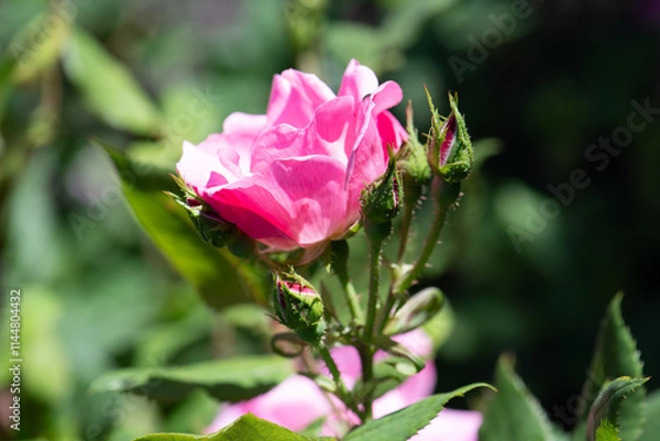 Obraz Magenta Rose