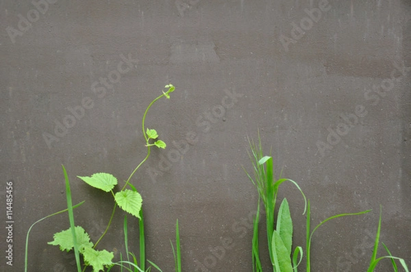 Fototapeta Plants on the background of metallic painted surface