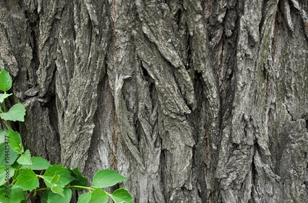 Fototapeta Bark of an old walnut