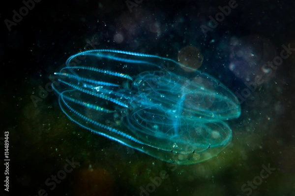 Obraz Comb Jellyfish in the dark