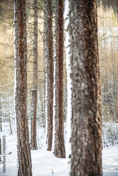 Fototapeta Forest of pine trunk in winter