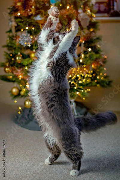 Fototapeta Cat sitting in front of a Christmas tree