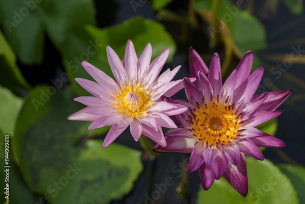 Obraz pink water lily
