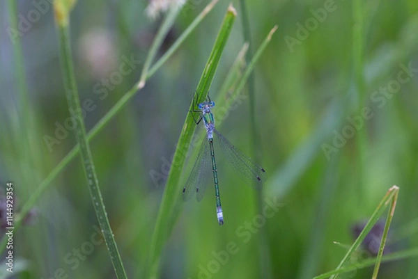 Fototapeta стрекозы- Odonata