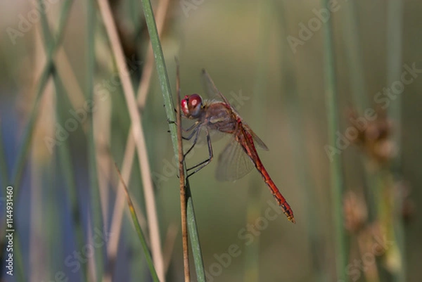 Fototapeta стрекозы- Odonata