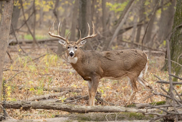 Obraz White-tailed Deer