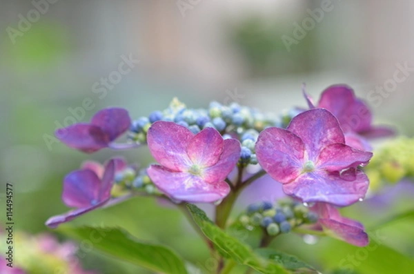 Fototapeta あじさい