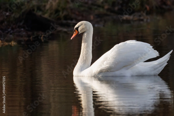 Fototapeta An adult mute swan swims in the calm water perpendicular to the camera lens with a reflection and brown background.	