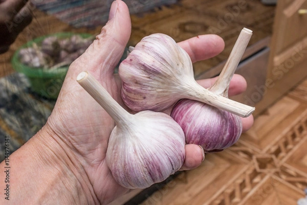 Fototapeta Three large bulbs of garlic in a mans hand