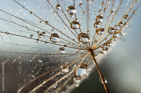 Fototapeta Dmuchawiec