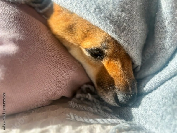 Fototapeta Pensive Shiba Inu with a sorrowful expression, head nestled under a blanket. The mood is reflective and contemplative. High quality close-up photo. copy space available.