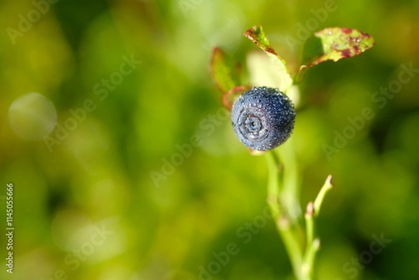 Fototapeta One blueberry on a stem, in sunlight.