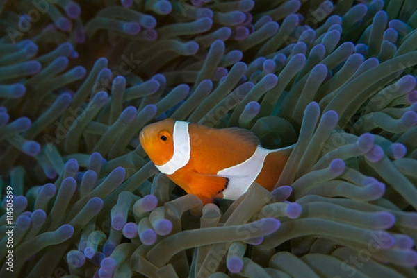 Fototapeta カクレクマノミ