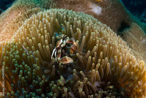 Obraz イソギンチャクに潜むカニ