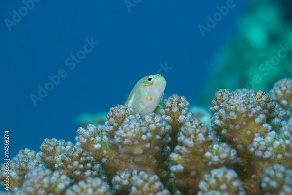 Obraz メガネゴンベ