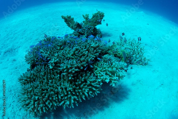 Fototapeta 砂地のオアシス