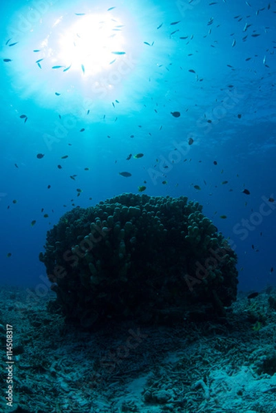 Fototapeta サンゴと小魚