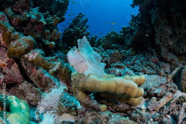 Obraz ハダカハオコゼ