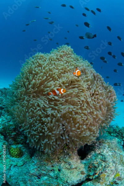 Fototapeta イソギンチャクとクマノミ