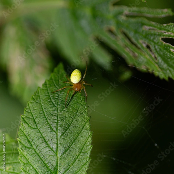 Obraz Auf einem Blatt sitzt eine kleine Kürbisspinne an ihrem Spinnennetz.