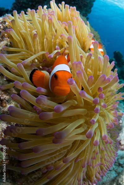 Fototapeta カクレクマノミ