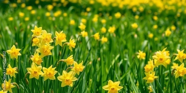 Fototapeta Vibrant yellow daffodil flowers blooming in a lush green field under the bright sun, green, flowers, daffodils