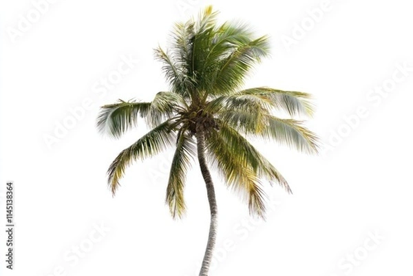 Fototapeta Single coconut palm tree isolated on white background.