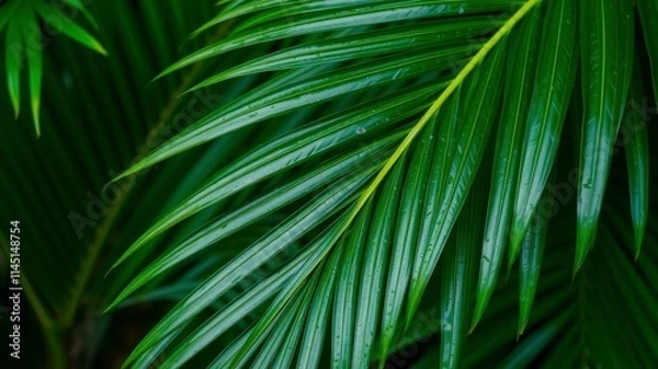 Fototapeta Close up of a natural green palm leaf texture in tropical setting, nature, palm leaf