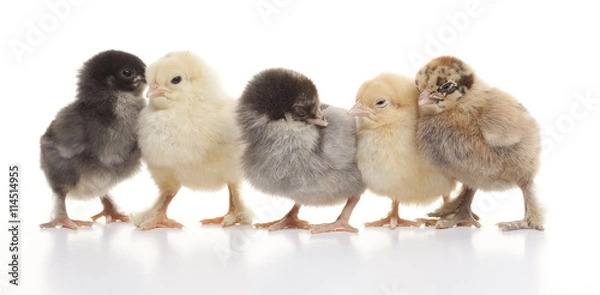 Fototapeta Small fluffy chickens