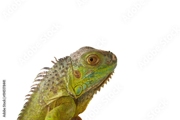 Obraz Green iguana standing on tree branch with white background