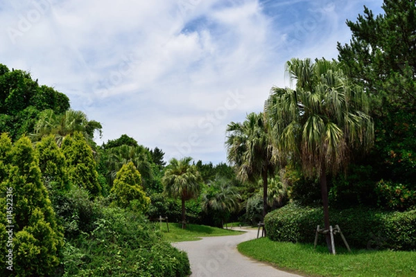 Fototapeta 夏の緑映える公園