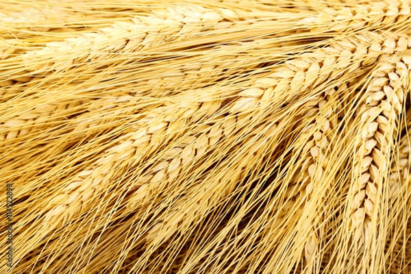 Fototapeta wheat ears