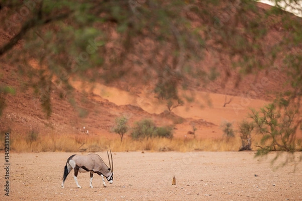 Obraz oryx in the desert