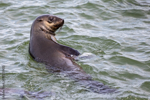 Fototapeta seal in the water