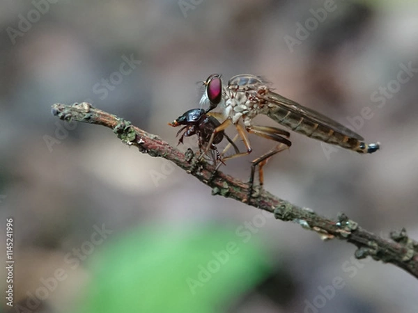 Obraz Macro photos using a smartphone camera and additional homemade lenses made from used cameras capture rare and unique insects and other small creatures with natural and blurry backgrounds .