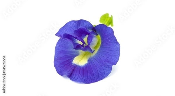 Obraz "Vibrant Butterfly Pea Flowers: Exotic Blue Blooms with Delicate Petals on a Minimalist White Background"
