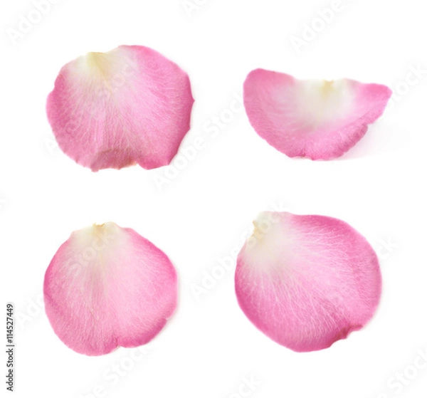 Obraz Single rose petal isolated