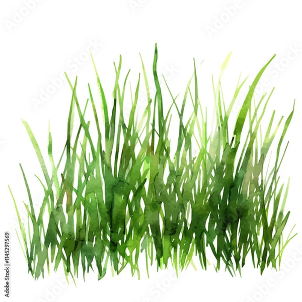 Obraz A watercolor drawing of soft green grass growing in spring, isolated on a white background. Soft green grass in spring vector.

