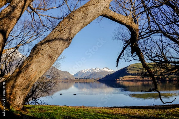 Obraz A big tree at the bank of Lake Hayes, New Zealand