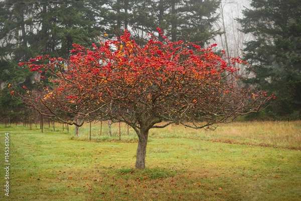 Obraz Crab apple tree loaded with bright red fruit isolated in a pasture. Fall leaves have already fallen and the winter season is on its way showcasing the colorful apples.