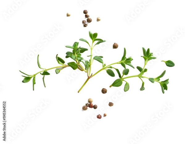 Obraz Fresh thyme leaves with pepper, transparent shadow background cooking.