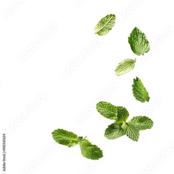 Obraz Fresh mint leaves isolated with transparent shadow, design background.